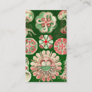 Carte De Visite Ernst Haeckel Discomedusae (Aurelia)