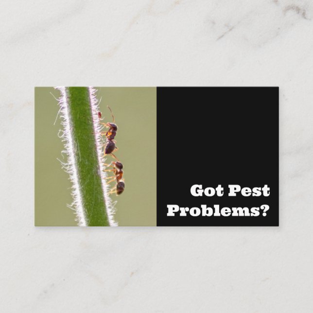 Carte De Visite Exterminateur de parasites pour les fourmis termit (Devant)