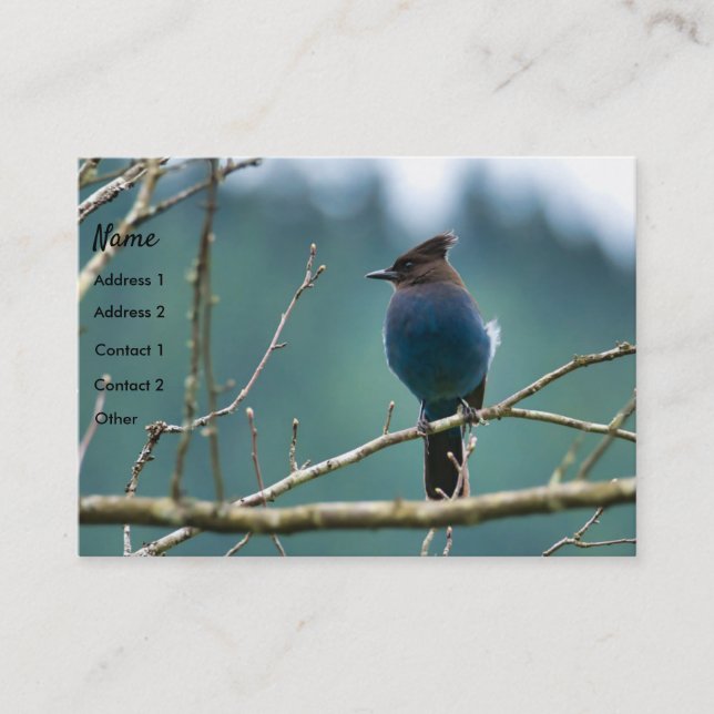 Carte de visite Extraordinaire Stellar Jay (Devant)
