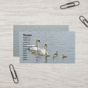 Carte De Visite Famille Mute Swan