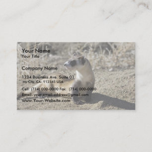 Carte De Visite Ferret à pied noir (captif)