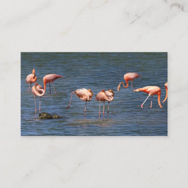 Carte De Visite Flamants roses (Devant)