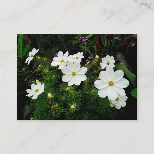 Carte De Visite Fleurs Cosmos Blanches, Mini Photo (Devant)