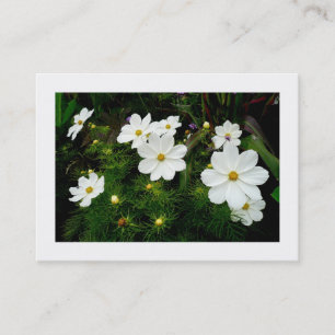 Carte De Visite Fleurs de cosmos blancs, Mini photo