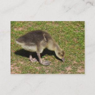 Carte De Visite Gosling