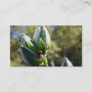 Carte De Visite Green Flower Bud Jardin Nature Photographie Floral