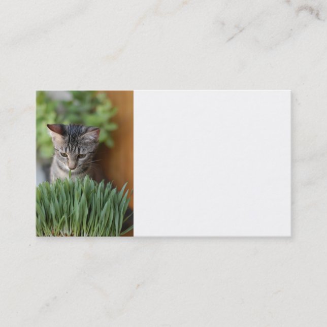 Carte de visite Grey Kitten (Devant)