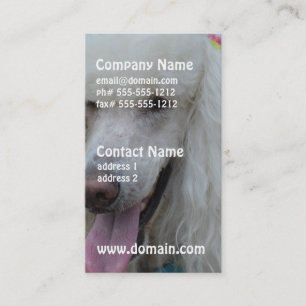 Carte De Visite Grimacerie du caniche standard blanc