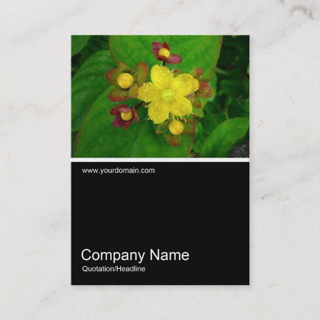 Carte De Visite Half&Half Photo 036 - Hypericum Androsaemum (Devant)