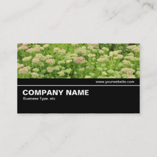 Carte De Visite Halfway V2 015 - Sedum (Automne Joy)