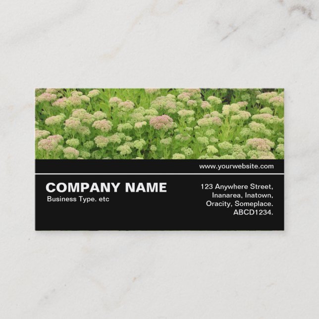 Carte De Visite Halfway V3 09 - Sedum (Joie d'Automne) (Devant)