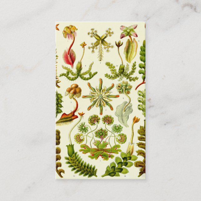 Carte De Visite Hépatiques d'Ernst Haeckel (Devant)