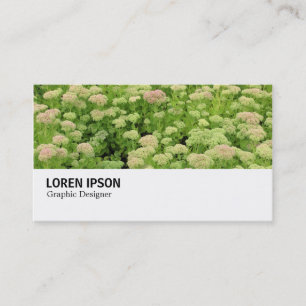 Carte De Visite Hi-Phi - 0311 - Sedum (Automne Joy)