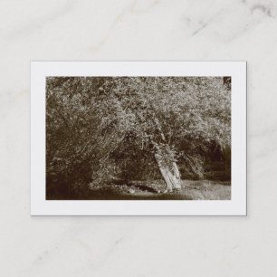 Carte De Visite Holly Tree - Sepia (Bordé)