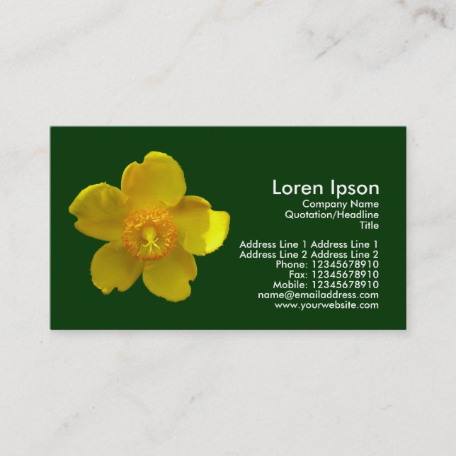 Carte De Visite Hypericum Hidcote - Vert foncé (Devant)