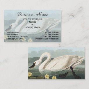 Carte De Visite Illustration d'audubon de nénuphar à cygne blanc v
