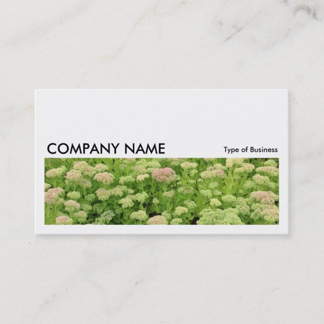 Carte De Visite Image longue 0196 - Sedum (Joie d'automne) (Devant)