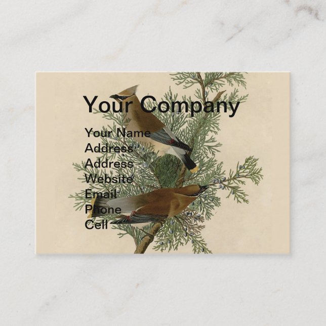 Carte De Visite Impression d'oiseau de John James Audubon Jaseur b (Devant)