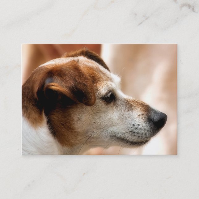 CARTE DE VISITE JACK RUSSELL TERRIER CHIEN (Devant)