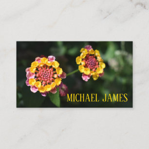 Carte De Visite Jaune rose Lantana Fleur Floral Jardin Photo