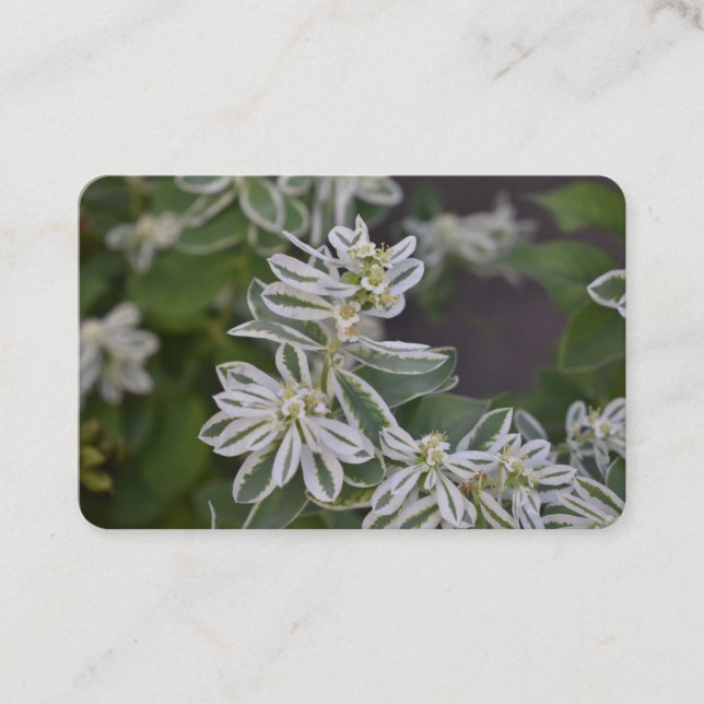 Carte De Visite Joli Jardin de Fleurs Blanches Fleuries (Devant)