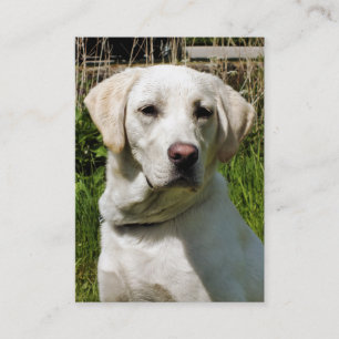 CARTE DE VISITE LABRADOR DOG