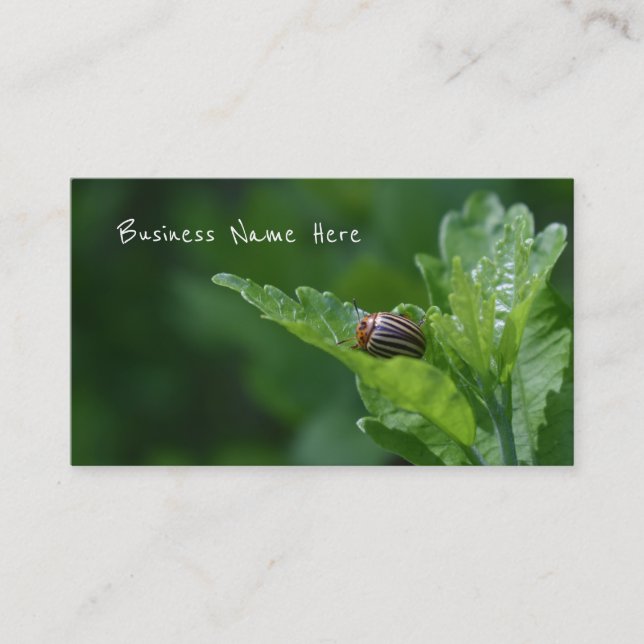 Carte De Visite Ladybug sur un Rose de Sharon Floral Beetle (Devant)