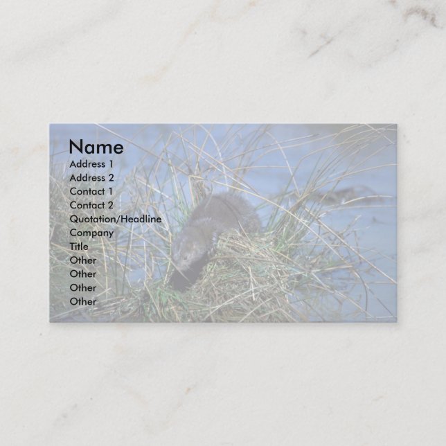 Carte De Visite Le vison se repose sur la tussock herbeuse dans le (Devant)