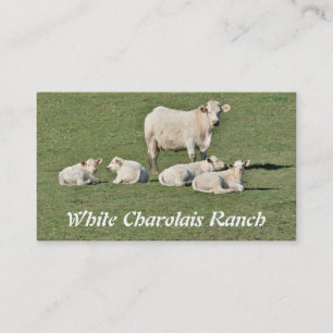 Carte De Visite Les charolais effrayent et quatre veaux