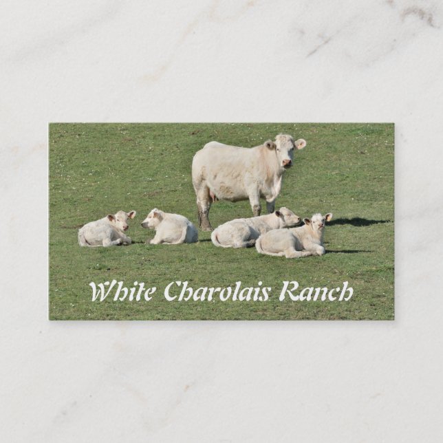 Carte De Visite Les charolais effrayent et quatre veaux (Devant)