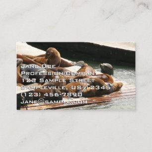 Carte De Visite Lions de mer au soleil à San Francisco