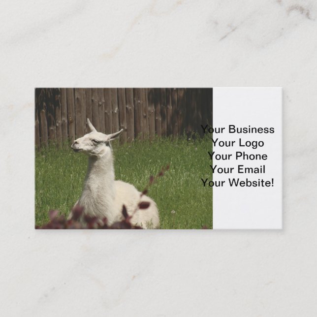Carte De Visite Llama blanche (Devant)