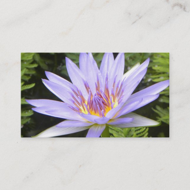 Carte De Visite Lotus pourpre (Devant)