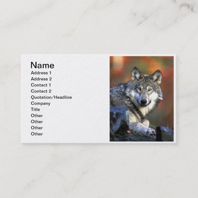 Carte De Visite Loup gris - loup de bois de construction - série (Devant)