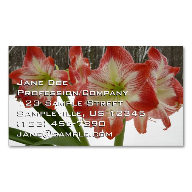 Carte De Visite Magnétique Amaryllis en Fête Rouge Neige Hiver Floral (devant)
