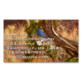 Carte De Visite Magnétique Le merle bleu des montagnes du parc national Arche