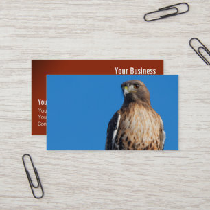 Carte De Visite Magnifique Buse à queue rouge au soleil