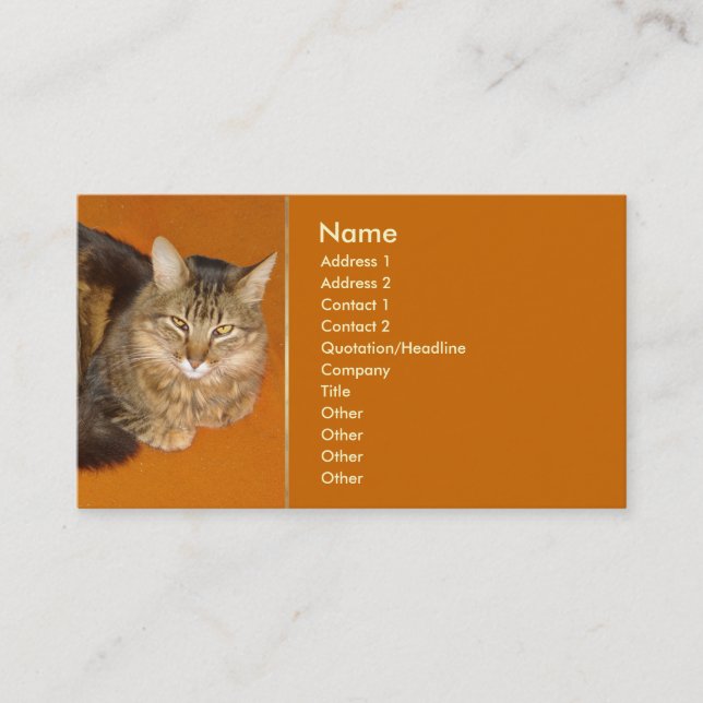 Carte De Visite Maine Coon (Devant)
