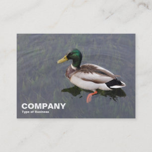 Carte De Visite Mallard Duck