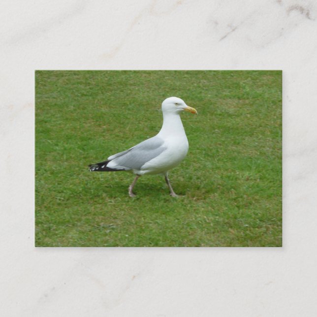 Carte De Visite Marche de mouettes dans le parc (Devant)