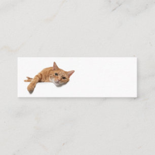 Carte De Visite Mini Chat Orange Posé Vers Le Bas