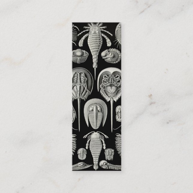 Carte De Visite Mini Ernst Haeckel Aspidonia (Devant)