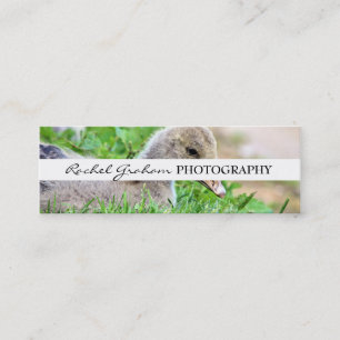 Carte De Visite Mini Faune - photographie