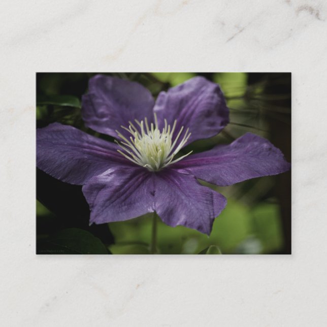 Carte De Visite Mini impression Clematis 8510 (Devant)