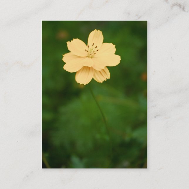 Carte De Visite Mini impression Harmonie pacifique (Devant)