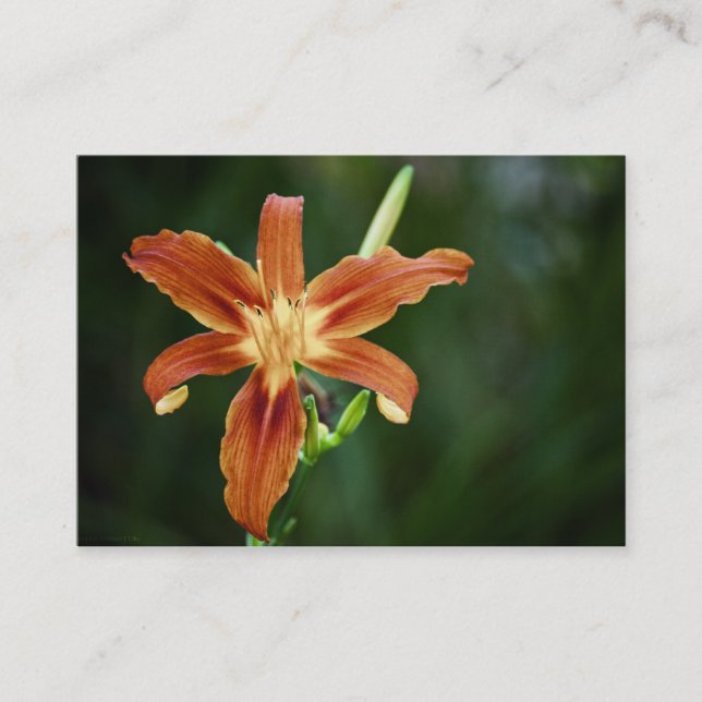 Carte De Visite Mini impression Lily P6588 (Devant)