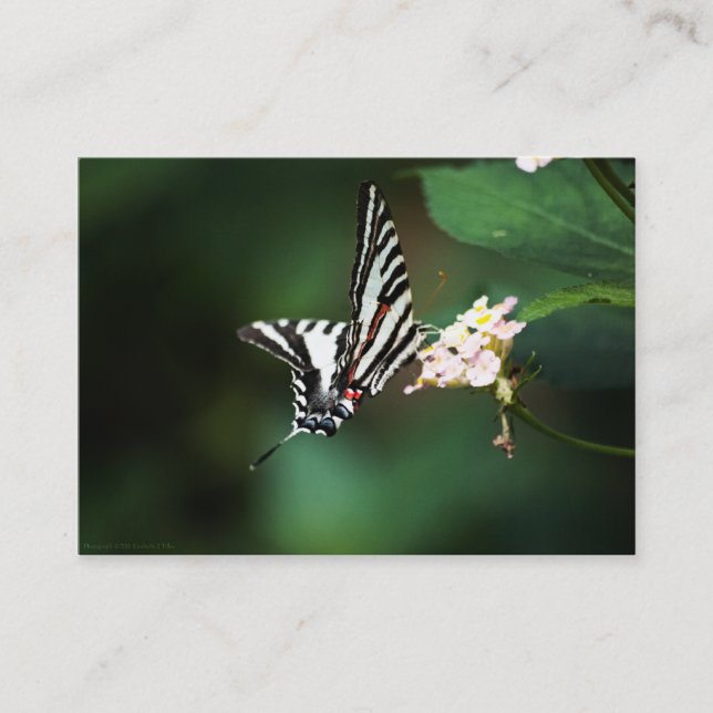 Carte De Visite Mini impression minuscule Zebra (Devant)