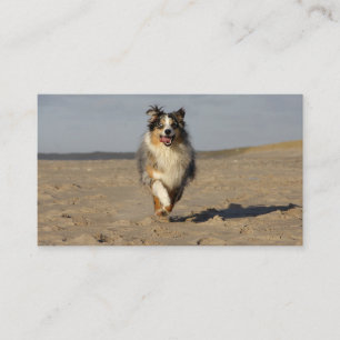 Carte De Visite Miniature American Shepherd courant sur la plage