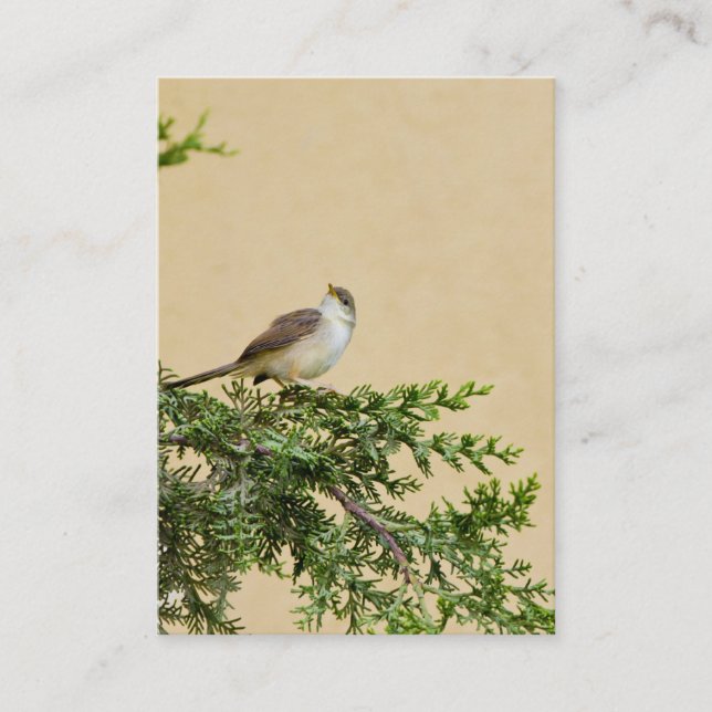 Carte De Visite Moineau (Devant)
