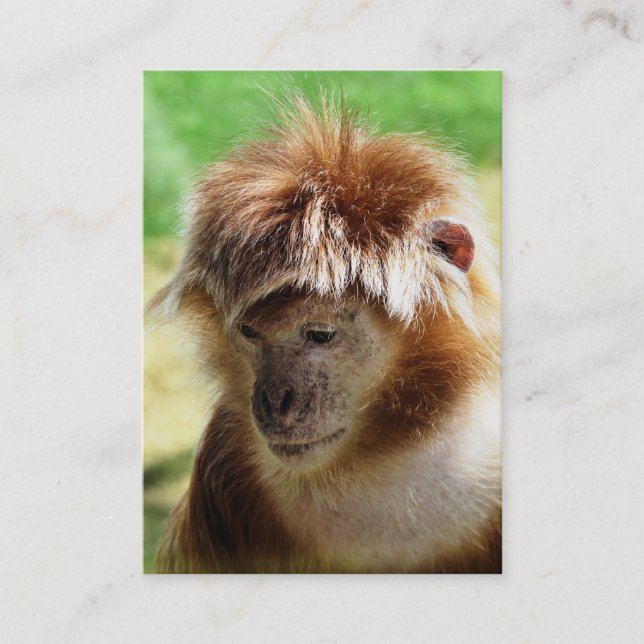 CARTE DE VISITE MONKEY (Devant)